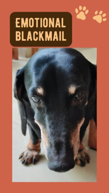 🚨 BREAKING NEWS! 🚨
Two highly skilled snack bandits have taken over the kitchen in a daring mission known as Mission ImPAWssible! 🐶💥

Their tactics range from polite persuasion to emotional blackmail—will they succeed in their relentless pursuit of treats? Watch till the end to find out! 🍖🥕
Cooking isn’t just for humans—turn your kitchen into a joyful place filled with love, laughter, and adorable chaos! 😆
Indian cooking is all about flavors, tradition, and the joy of sharing meals—whether with family or your furry companions! 🏡🍛
Explore authentic recipes, travel-inspired flavors, and cultural storytelling at CookingTantra! ✨
Tag a fellow dog lover who NEEDS to see this! 🐾😂

#MissionImPAWssible #DogHumor #KitchenChaos #SnackAttack #IndianCookingIsFun #CookingTantra #DogsOfInstagram #FunnyDogs

🔗 Discover more fun & flavors here: https://linktr.ee/CookingTantra