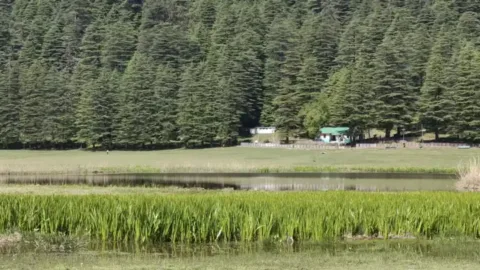 Khajjiar lake surrounded by cedar forest