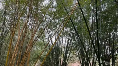 Bamboo park at the Kaziranga Orchid Park