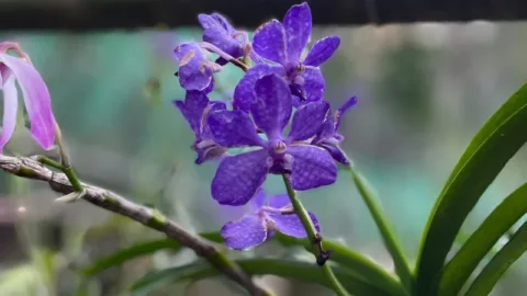 Blue vanda orchid at the Kaziranga Orchid Park