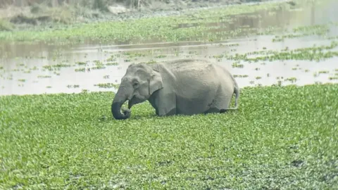 Elephant in a wetland at Kaziranga National Park