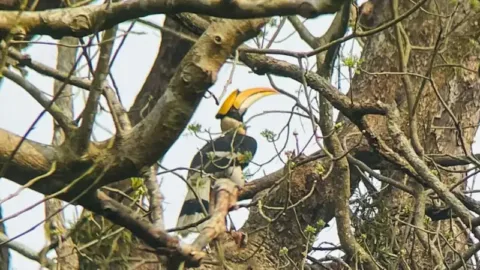 Great hornbill in Kaziranga National Park
