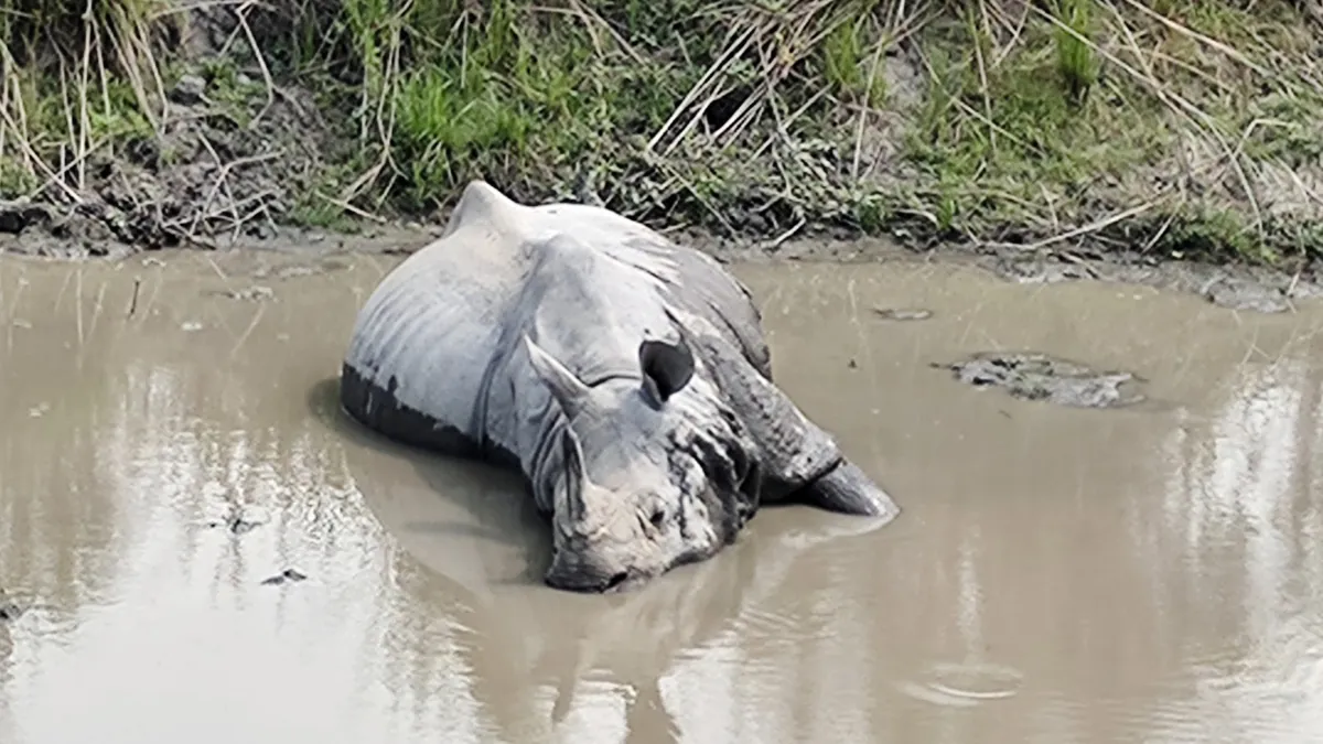 Kaziranga National Park: 3-Day Guide to Safaris, Orchids & Assamese Food