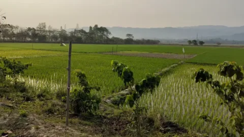 Paddy fields on the edge of Kaziranga National Park