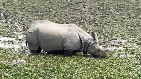 One-horned rhino grazing in Kaziranga National Park