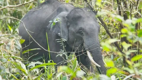 Wild tusker elephant in Kaziranga National Park