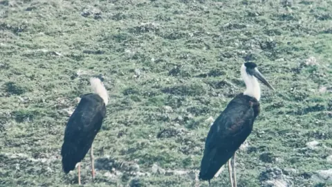 Woolly-necked storks in Kaziranga National Park