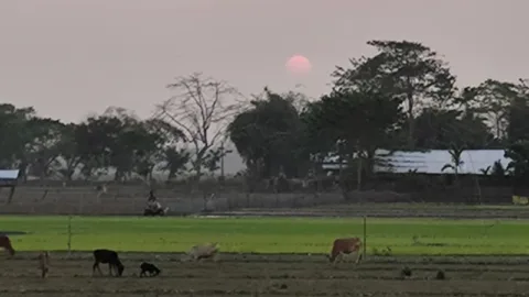 Village fields at sunset near Kohora, Kaziranga