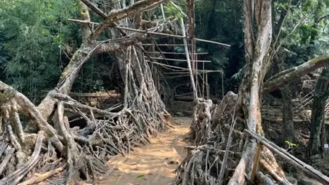 Walkway across the Riwai living root bridge, Meghalaya