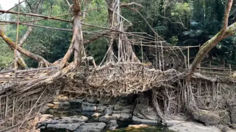 Living root bridge at Riwai near Mawlynnong, Meghalaya