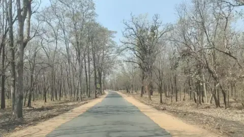 Pench safari guide: road through teak forest