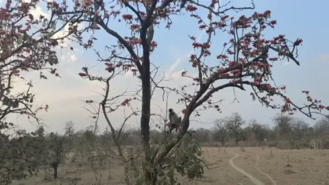 Pench safari: langur sitting on a palash tree