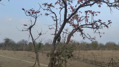 Pench safari guide: open meadows with palash trees