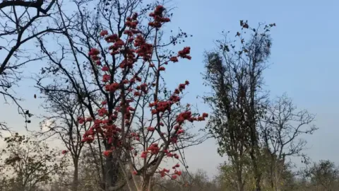 Pench safari: palash flame of the forest in bloom