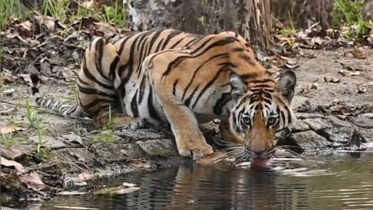 Pench Safari Guide: Turia Gate Booking, Timings & Tips