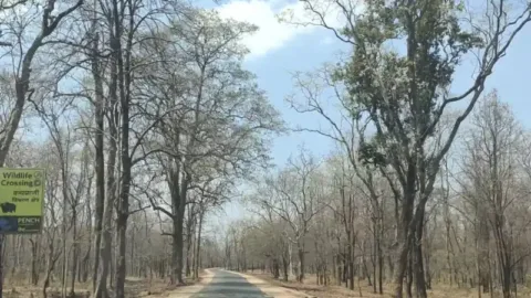 Pench safari: forest road with wildlife crossing sign